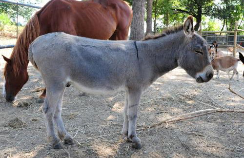 La Casa Colonica wine and oil - Foto 31