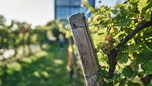 Gästehaus im Weingut am Stein - Foto 3