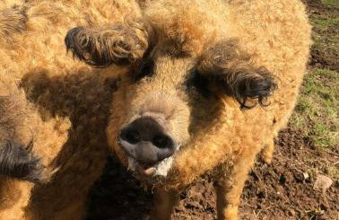 Tempo Manor Cabins - Foto 63