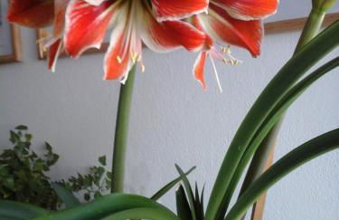 Pension & Appartament Anna - Foto 44