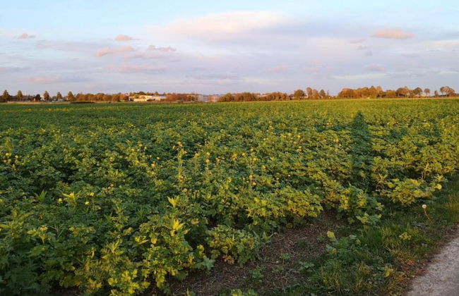 Holiday Home Near Dusseldorf Exhibition Centre - Foto 35