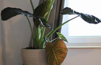 Lawendowy Raj - Foto 44