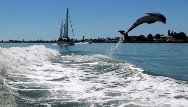 Avistamiento de delfines en Tampa