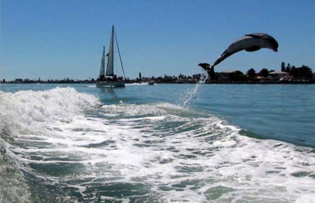 Dolphin Watching in Tampa Bay - Photo 2