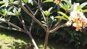 Paraiso das Flores - Foto 4