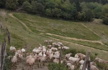 Agroturismo Erlete Goikoa -ESTAMOS EN EL CAMINO DE SANTIAGO -WE ARE ON THE CAMINO DE SANTIAGO- SENDERISMO-RUTAS Y BICICLETA - Photo 24