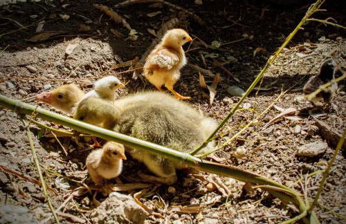Moulin de Tartay en Avignon - Foto 65