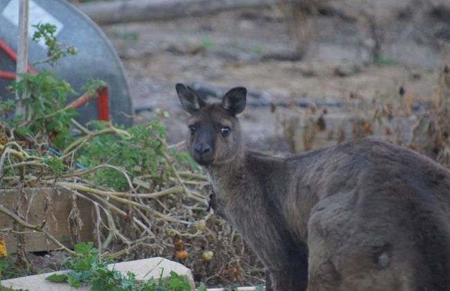 Lindsays of Kangaroo Island - Photo 10