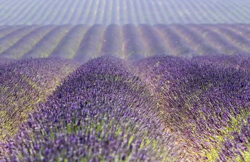 Le gite de lOlivier en Provence - Foto 34