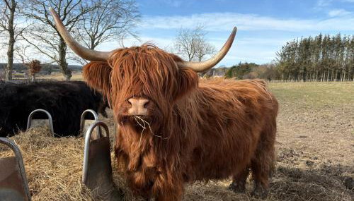 The Wee Heilan' Dram - Foto 3