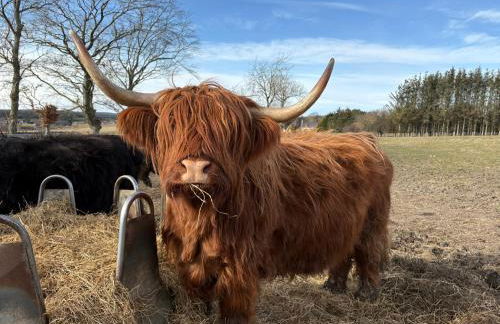 The Wee Heilan' Dram - Foto 3