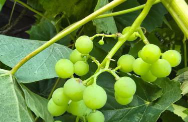 Secluded Off-Grid Retreat> Cabins+Hiking+Waterfall - Foto 36