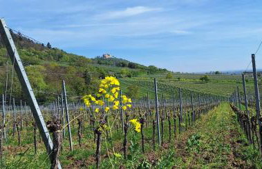 Haus Mittendrin - Foto 38