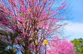 Rome Sweet Home - Foto 9