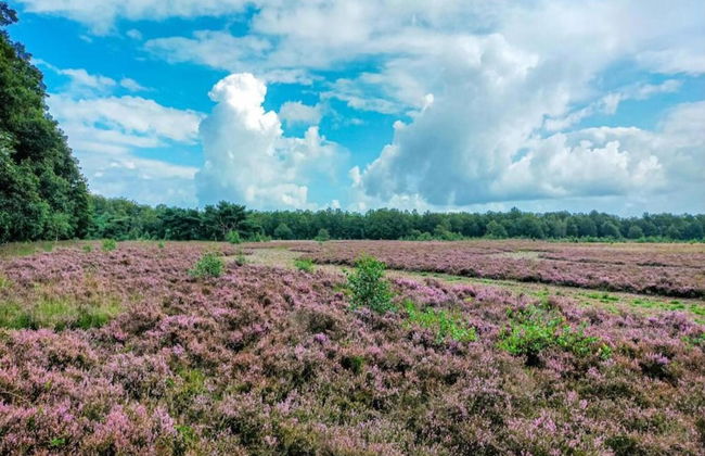 Spacious Bungalow with Dishwasher near Hunebedcentrum - Photo 38