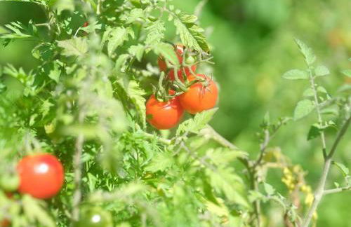 Jasmine Suite on Lush farm in Haiku, Maui jungle - Photo 60