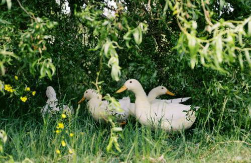 Bonnie's Shepherd Hut - Uk50228 - Foto 31