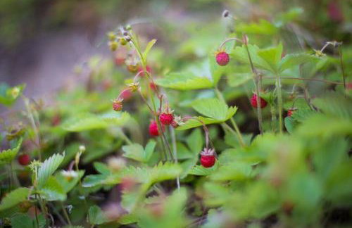 Sowi Dworek - Foto 34