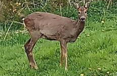 Honeybee Lodge - Foto 23