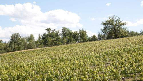 Palazzo Tronconi agriturismo - Foto 4