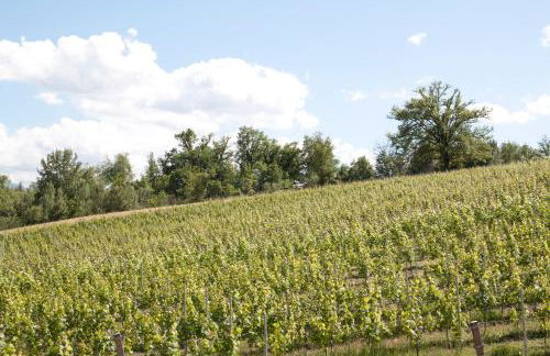 Palazzo Tronconi agriturismo - Foto 4