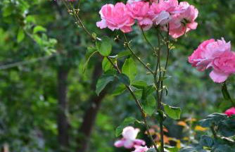 Mirsini Apartments - Foto 54