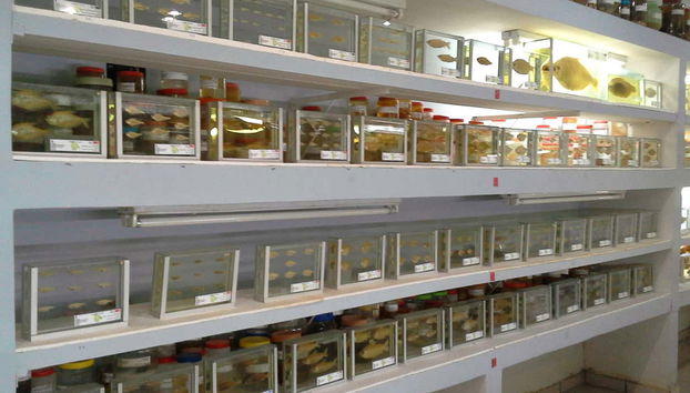 Museo Ittico del Beni