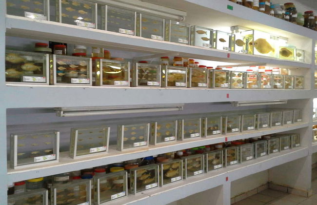 Fish Fauna Museum Tour in Beni - Foto 2