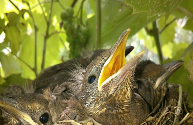 Apartment in Zsira Near Thermal Spa - Photo 20