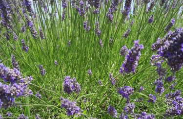 Le Petit Mas des Hauts de Beyssan, Maison de vacances avec piscine privative pour 2 personnes - Foto 31