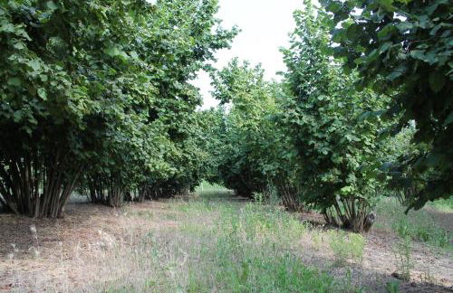 Cascina G appartamento tra i noccioli - Foto 36