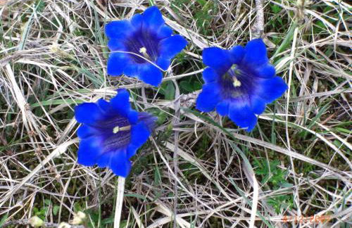 Almroeserl - Foto 41