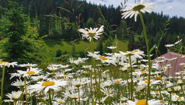 Naturhaus am Wald im Erzgebirge - Foto 2