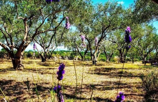 Holiday Home Olive Paradise - Photo 24