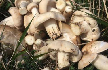 Los Chozos de la Braña - Foto 48