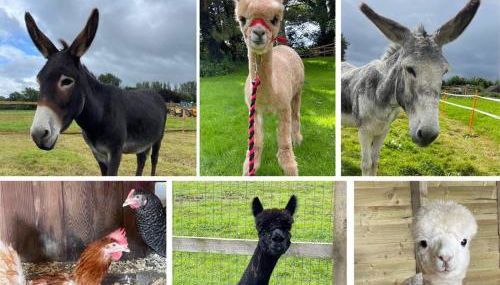 A spacious rural apartment with alpacas to enjoys - Foto 2