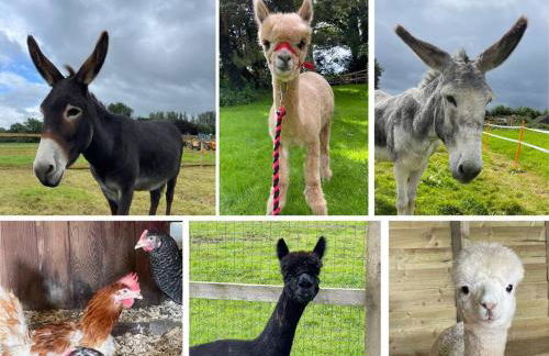 A spacious rural apartment with alpacas to enjoys - Foto 2