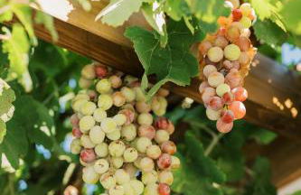 La Casetta della Nonna - Foto 16