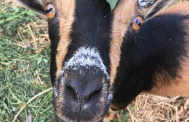 Farmhouse Cabin in the Redwoods - Foto 8