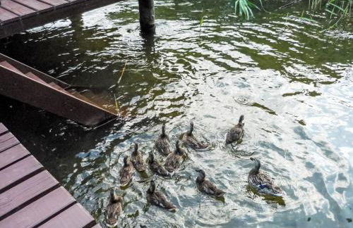 Chalet Bootshaus auf dem See by Interhome - Foto 13