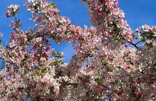 3 bed Lake Sammamish Waterfront + Peloton Bike - Foto 77