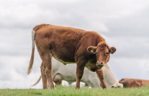 "Reetland" - Haus Hartwig - Photo 70