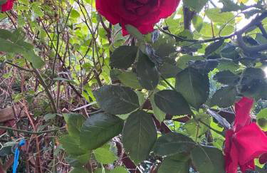 Dom wakacyjny Pawelkowo - Foto 40