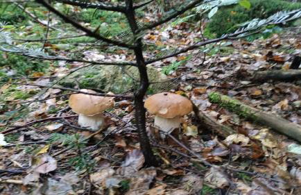 Dębowy Zakątek - Foto 40