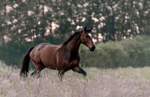Carpe Deimern in der Lüneburger Heide - Foto 18