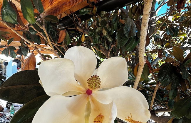 Villa Klisovic - Foto 59