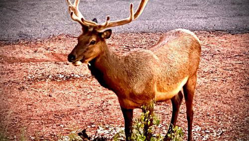 Hidden Gem Retreat in the Heart of Payson - Foto 5