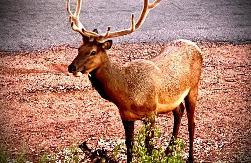 Hidden Gem Retreat in the Heart of Payson - Foto 5