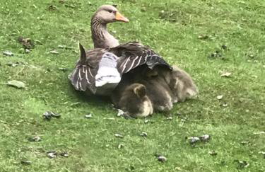 Lakeview at Lodge Farm - Photo 20