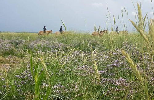 La Cabane des Dunes à Fort-Mahon Plage - Foto 8